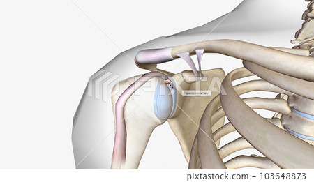 A superior labral tear is when a lesion is found in the upper portion for the labrum. A superior labral tear is when a lesion is found in the upper portion for the labrum. 103648873