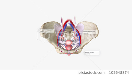 The female pelvis is a bowl-shaped cavity within the hip bones that contains reproductive, urinary, and digestive organs 103648874