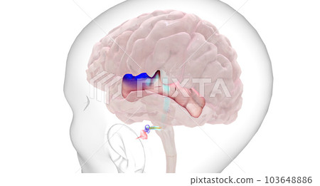 The auditory information is transmitted from the basilar membrane in the cochlea to the primary auditory cortex in the brain. The auditory information is transmitted from the basilar membrane in the cochlea to the primary auditory cortex in the brain. 103648886