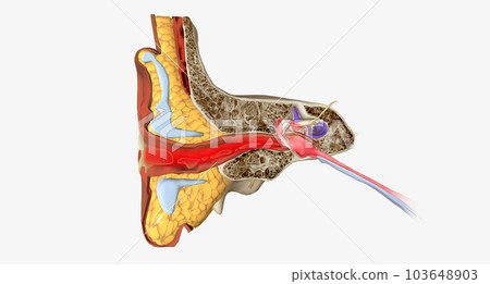 An outer ear infection, also called otitis externa An outer ear infection, also called otitis externa 103648903