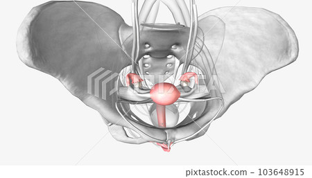 Female reproductive system in pelvis 103648915
