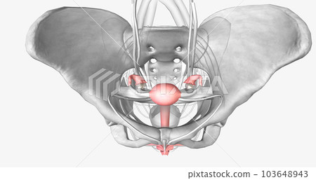 Female reproductive system in pelvis Female reproductive system in pelvis 103648943