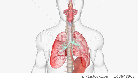 During normal breathing, oxygen rich air enters through your nose or mouth and reaches the lungs through your airways. 103648963