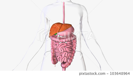 Hepatitis is a swelling of the liver that makes it stop working well. 103648964