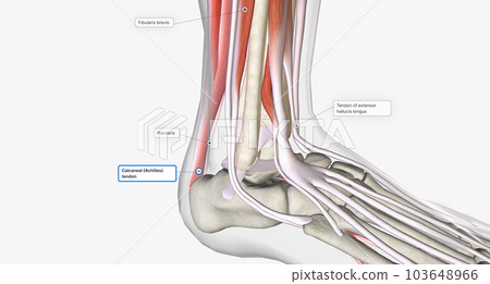 Extension, or dorsiflexion, of the ankle occurs primarily thanks to the tibialis anterior, extensor hallicus longus, and extensor digitorum longus muscles. 103648966