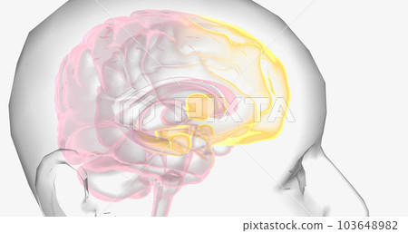 Reward Pathway in the Brain 103648982