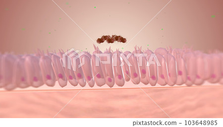 Gonorrhoeae carries special proteins which help it bind to receptors on the epithelial wall Gonorrhoeae carries special proteins which help it bind to receptors on the epithelial wall 103648985