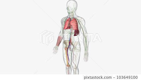 The CML, Signs and Symptoms The CML, Signs and Symptoms 103649100