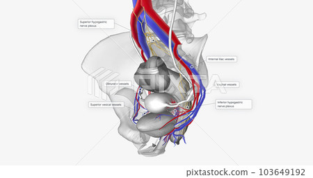The bladder is supplied with oxygenated blood mainly by the superior and inferior vesical arteries. 103649192