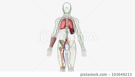 The CML, Signs and Symptoms 103649213