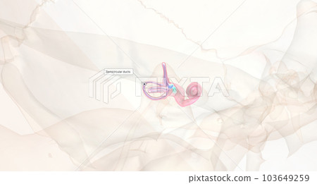 The thin, ing semicircular canals detect rotational movements and are arranged at right angles to each other. The thin, ing semicircular canals detect rotational movements and are arranged at right angles to each other. 103649259