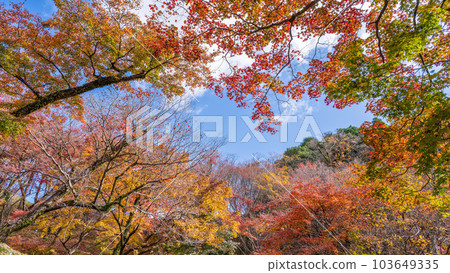 仰望晴朗的秋日天空 夕雀公園（大分縣豐後大野市）在紅葉中熠熠生輝 103649335