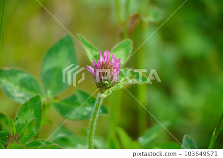 Murasakusumixa (red clover) Murasakusumixa (red clover) 103649571