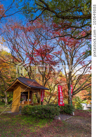 Tenmangu Shrine Yujaku Kouen Park (Bungo Ono City, Oita Prefecture) that shines in the autumn leaves 103649888