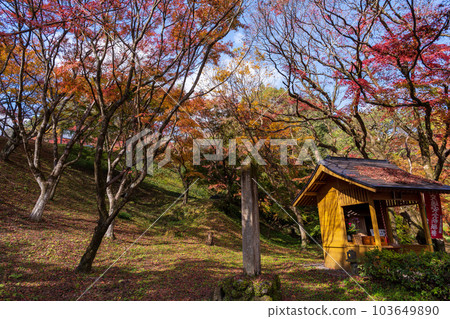 Tenmangu Shrine Yujaku Kouen Park (Bungo Ono City, Oita Prefecture) that shines in the autumn leaves 103649890