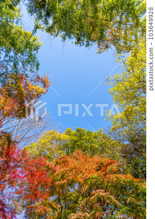 A view looking up at the clear autumn sky Yujaku Koen (Bungo Ono City, Oita Prefecture) shining in the autumn leaves 103649928