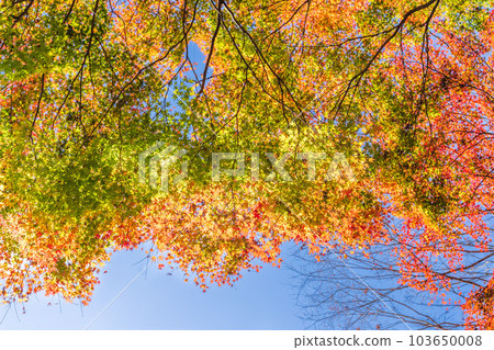 A view looking up at the clear autumn sky Yujaku Koen (Bungo Ono City, Oita Prefecture) shining in the autumn leaves A view looking up at the clear autumn sky Yujaku Koen (Bungo Ono City, Oita Prefecture) shining in the autumn leaves 103650008