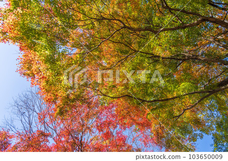 A view looking up at the clear autumn sky Yujaku Koen (Bungo Ono City, Oita Prefecture) shining in the autumn leaves 103650009