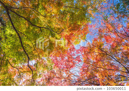 A view looking up at the clear autumn sky Yujaku Koen (Bungo Ono City, Oita Prefecture) shining in the autumn leaves 103650011