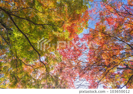 A view looking up at the clear autumn sky Yujaku Koen (Bungo Ono City, Oita Prefecture) shining in the autumn leaves 103650012