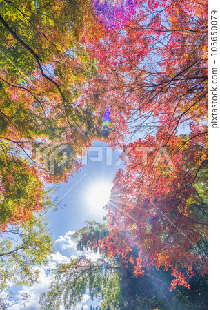 仰望秋日晴空的景色 與作公園（大分縣豐後大野市）在秋葉中熠熠生輝 103650079