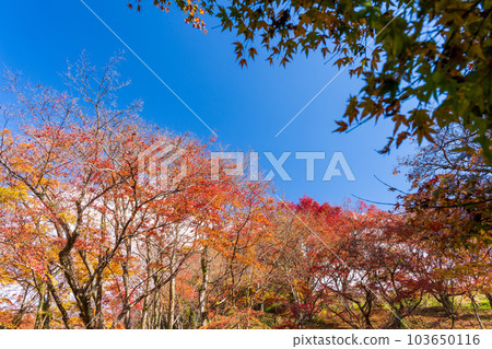 在陽光明媚的秋日從人行道上看到的風景``在秋葉中閃耀的夕雀公園''大分縣豐後大野市'' 在陽光明媚的秋日從人行道上看到的風景``在秋葉中閃耀的夕雀公園''大分縣豐後大野市'' 103650116