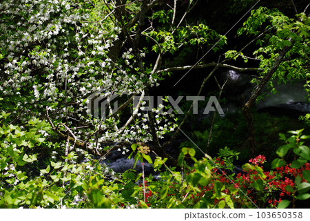 龍津瀑布[櫪木縣日光市] 103650358