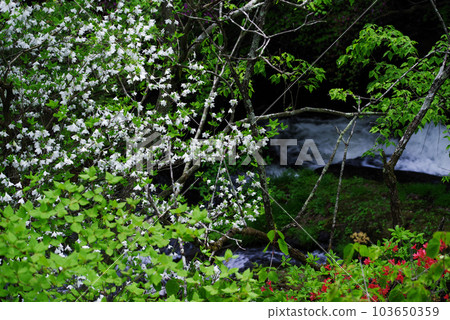 龍津瀑布[櫪木縣日光市] 103650359