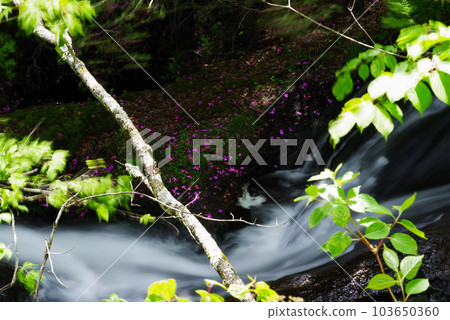 龍津瀑布[櫪木縣日光市] 103650360