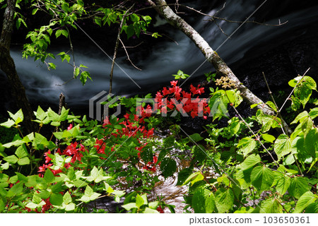 Ryuzu Falls [Nikko City, Tochigi Prefecture] 103650361