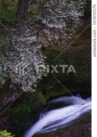 Ryuzu Falls [Nikko City, Tochigi Prefecture] 103650370