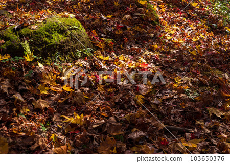 Sunshine and shadow (shade, fallen leaves and dry leaves) ``Yusaku Kouen Park that shines in autumn leaves'' ``Bungo Ono City, Oita Prefecture'' 103650376