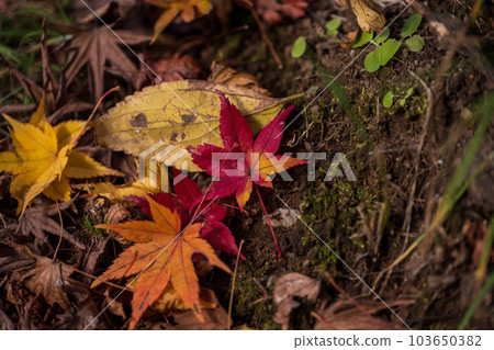 Sunshine and shadow (shade, fallen leaves and dry leaves) ``Yusaku Kouen Park that shines in autumn leaves'' ``Bungo Ono City, Oita Prefecture'' 103650382