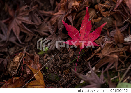 Sunshine and shadow (shade, fallen leaves and dry leaves) ``Yusaku Kouen Park that shines in autumn leaves'' ``Bungo Ono City, Oita Prefecture'' 103650432