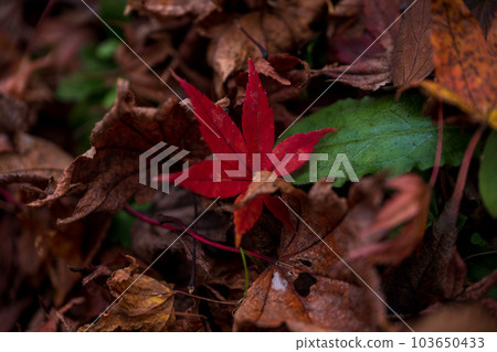 Sunshine and shadow (shade, fallen leaves and dry leaves) ``Yusaku Kouen Park that shines in autumn leaves'' ``Bungo Ono City, Oita Prefecture'' 103650433