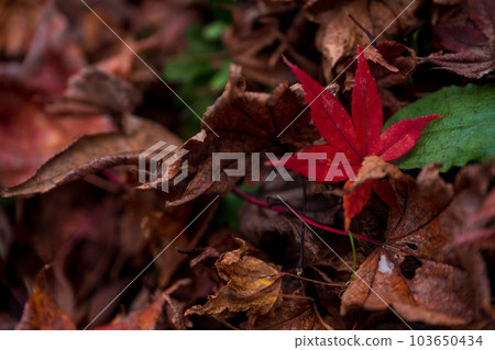 Sunshine and shadow (shade, fallen leaves and dry leaves) ``Yusaku Kouen Park that shines in autumn leaves'' ``Bungo Ono City, Oita Prefecture'' 103650434