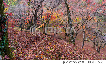 The view from the observatory Yosaku Park, which shines in the autumn leaves Autumn leaves viewing scenery "Bungo Ono City, Oita Prefecture" 103650533