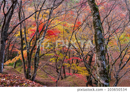 The view from the observatory Yosaku Park, which shines in the autumn leaves Autumn leaves viewing scenery "Bungo Ono City, Oita Prefecture" 103650534