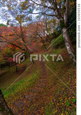 從人行道上看到的風景在紅葉中閃耀的與作公園的紅葉觀賞風景``大分縣豐後大野市'' 從人行道上看到的風景在紅葉中閃耀的與作公園的紅葉觀賞風景``大分縣豐後大野市'' 103650538