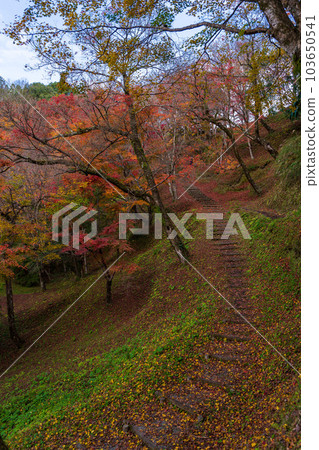 從人行道上看到的風景在紅葉中閃耀的與作公園的紅葉觀賞風景``大分縣豐後大野市'' 從人行道上看到的風景在紅葉中閃耀的與作公園的紅葉觀賞風景``大分縣豐後大野市'' 103650541