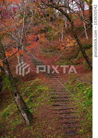 從人行道上看到的風景在紅葉中閃耀的與作公園的紅葉觀賞風景``大分縣豐後大野市'' 從人行道上看到的風景在紅葉中閃耀的與作公園的紅葉觀賞風景``大分縣豐後大野市'' 103650542