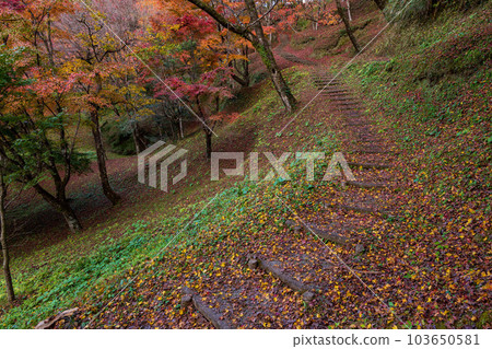 從長廊可以看到的紅葉閃耀的與作公園，秋葉觀賞長廊景觀“大分縣豐後大野市” 103650581