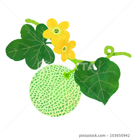 Hand drawn fruit, illustration of melon in watercolor style 103650942