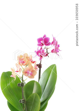 Mini Phalaenopsis pink and flesh-colored flower orchid bright background Mini Phalaenopsis pink and flesh-colored flower orchid bright background 103650958