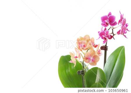 Mini Phalaenopsis pink and flesh-colored flower orchid bright background Mini Phalaenopsis pink and flesh-colored flower orchid bright background 103650961