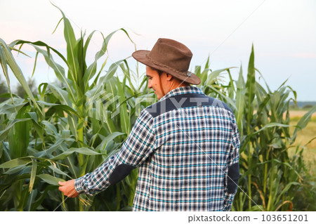 Man touching corn plant. Caucasian calm male maize grower in overalls walks along corn field. Back view. Cowboy hat Man touching corn plant. Caucasian calm male maize grower in overalls walks along corn field. Back view. Cowboy hat 103651201