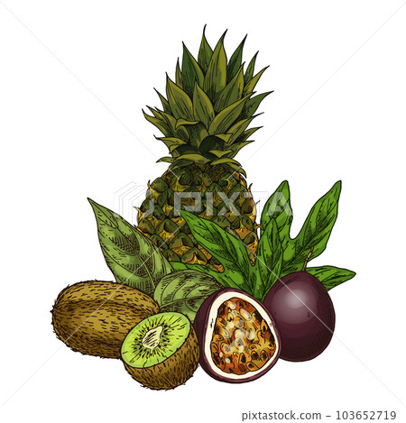 Vector of kiwi, pineapple, maracuja, passion fruit Vector of kiwi, pineapple, maracuja, passion fruit 103652719
