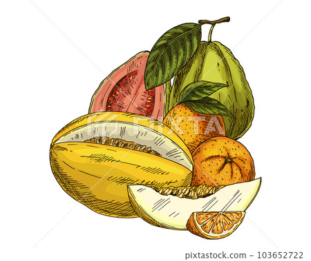Illustration of melon, orange and guava. Sketch. 103652722