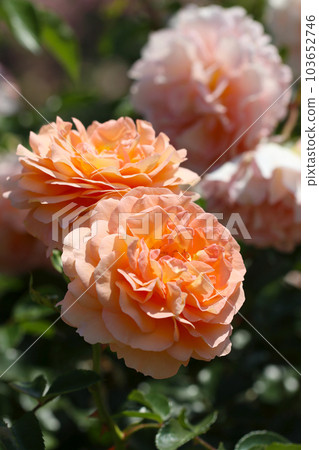 Pale pink multi-petaled roses (using a macro lens, outdoor natural light, close-up photography) Pale pink multi-petaled roses (using a macro lens, outdoor natural light, close-up photography) 103652746