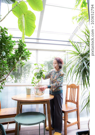 在日光浴室享受園藝的日本老婦人 在日光浴室享受園藝的日本老婦人 103652794